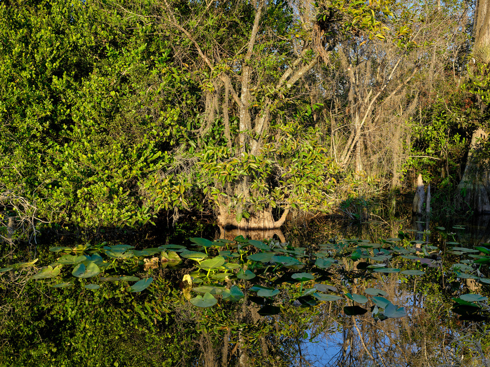 Cypress Trees and Reflections at Sunset