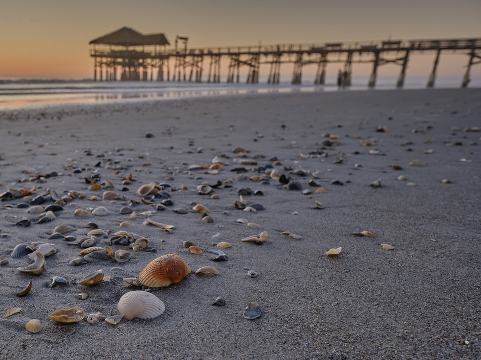 Seashells at Low tide on Cocoa Beach
