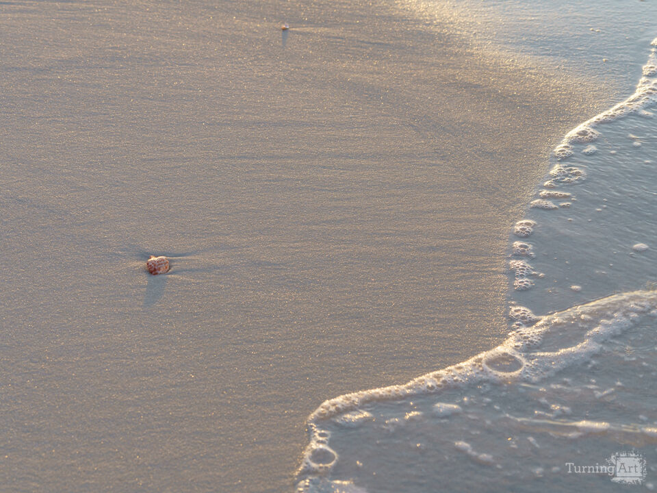 Seashell On A Quiet Shore