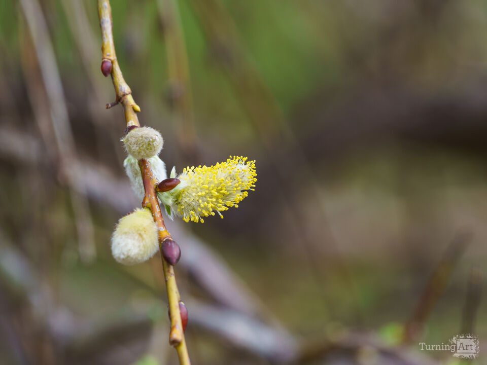 Weeping Pussy Willow Bud