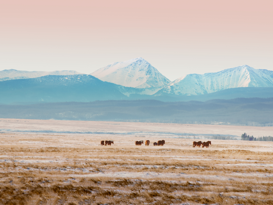 Big Hole Horses