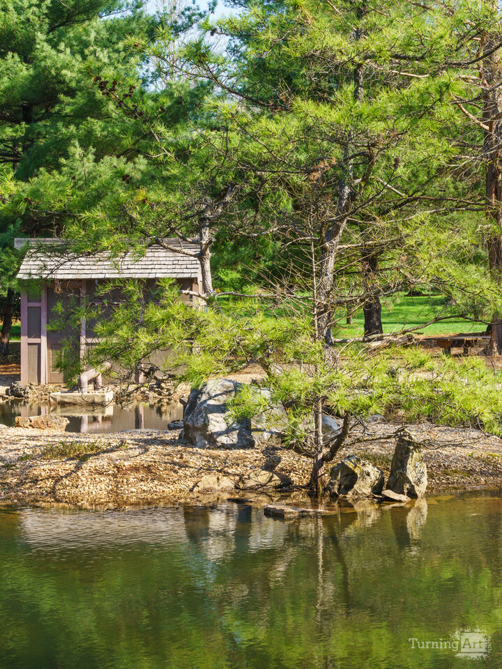 Lush Spring Tree And Pond Serenity