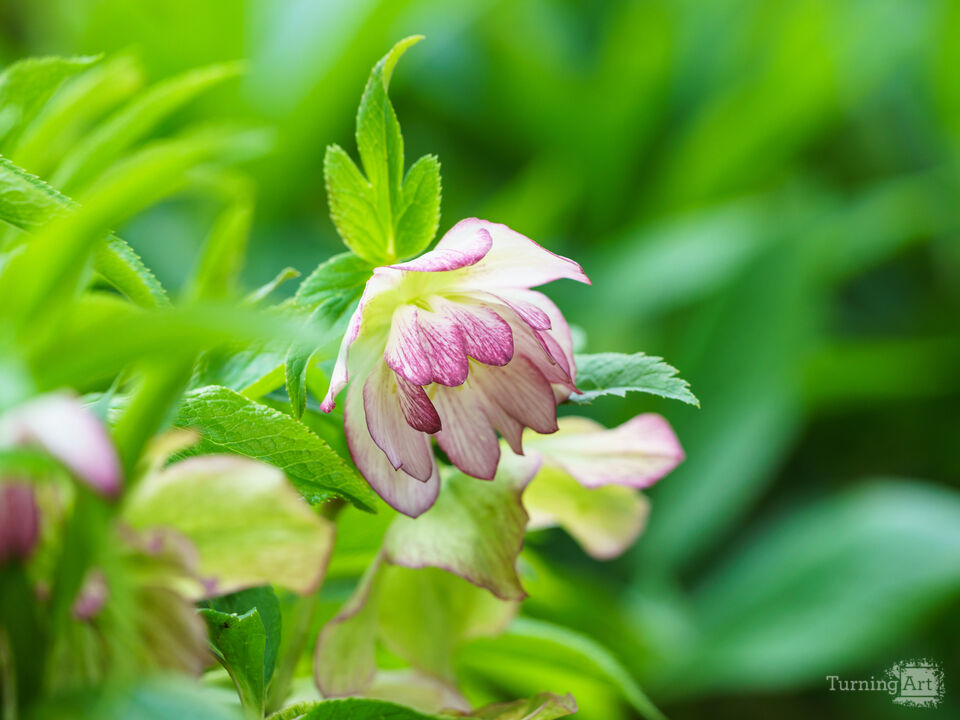Pink And White Hellebore Rose