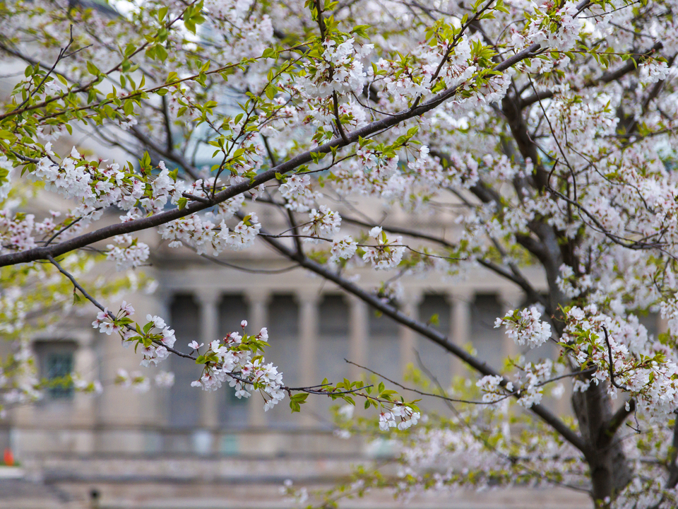 Cherry Blossoms at MSI Chicago