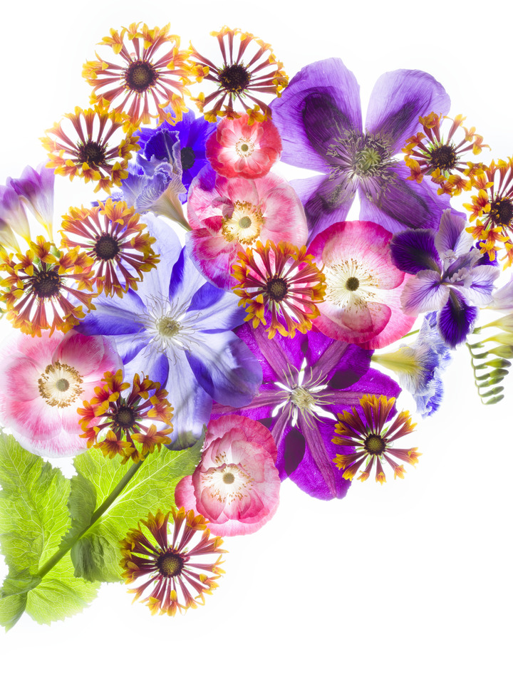 Flower Pop