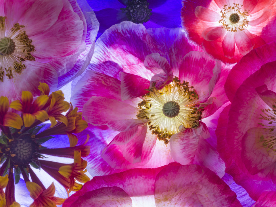 Poppy Season