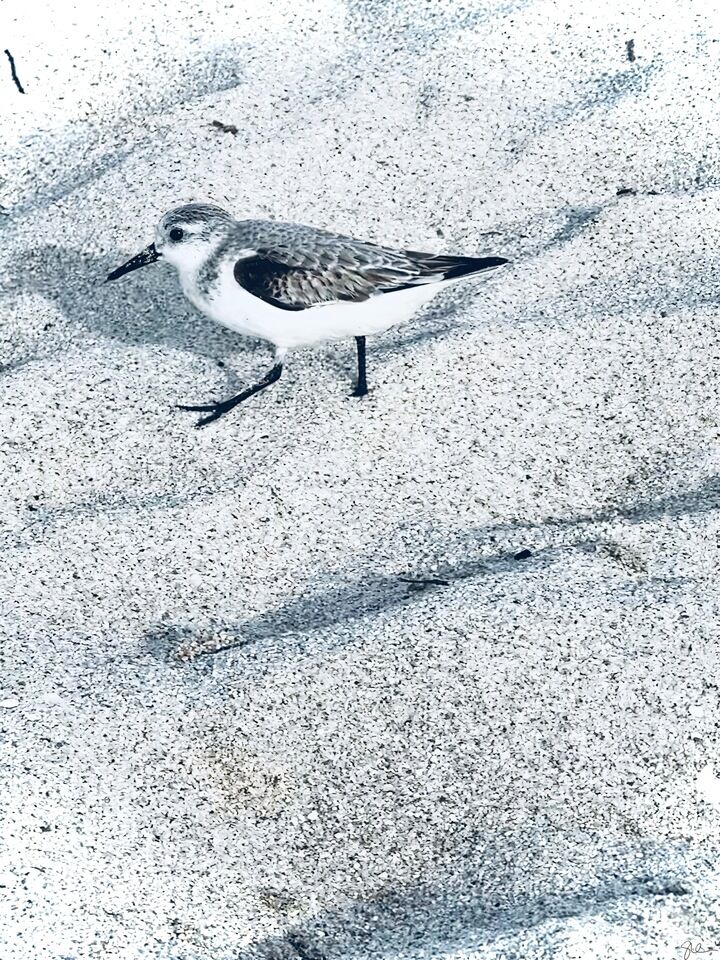 Sanderling