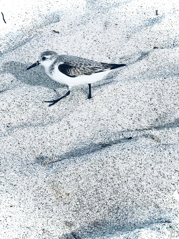 Sanderling