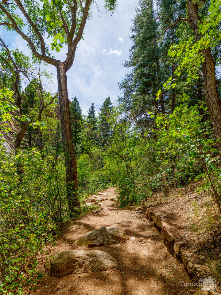 Leaning Tree Along Colorado Hiking Path