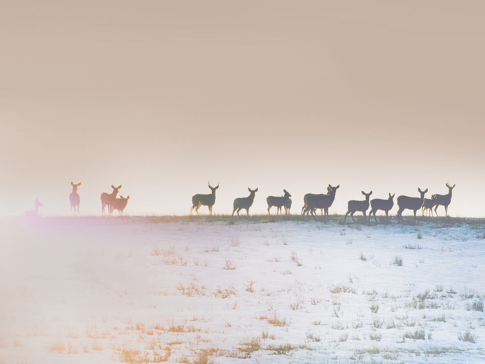 Horizon Line