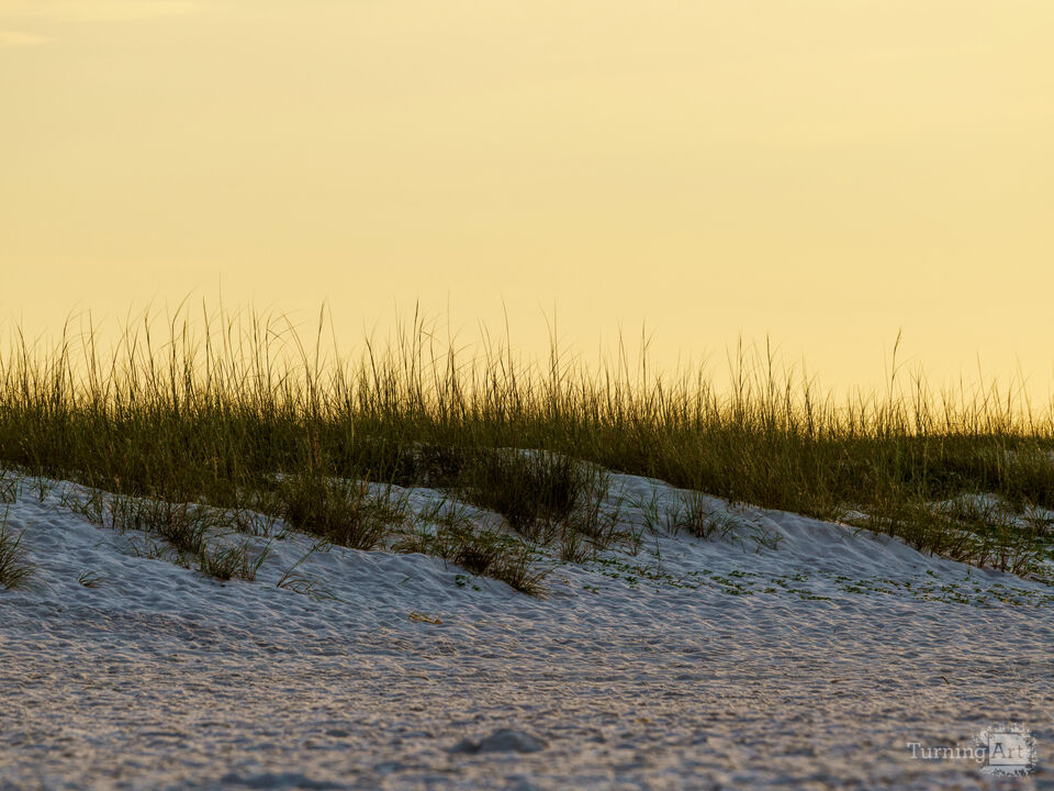 Golden Sea Oats Navarre Beach