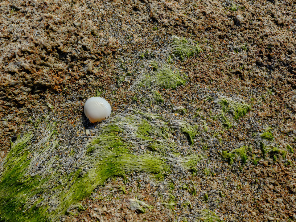 Seashell, Seaweed, and Coral