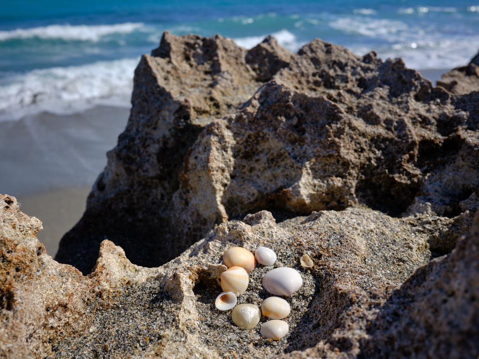 Seashells on Coral Shelf