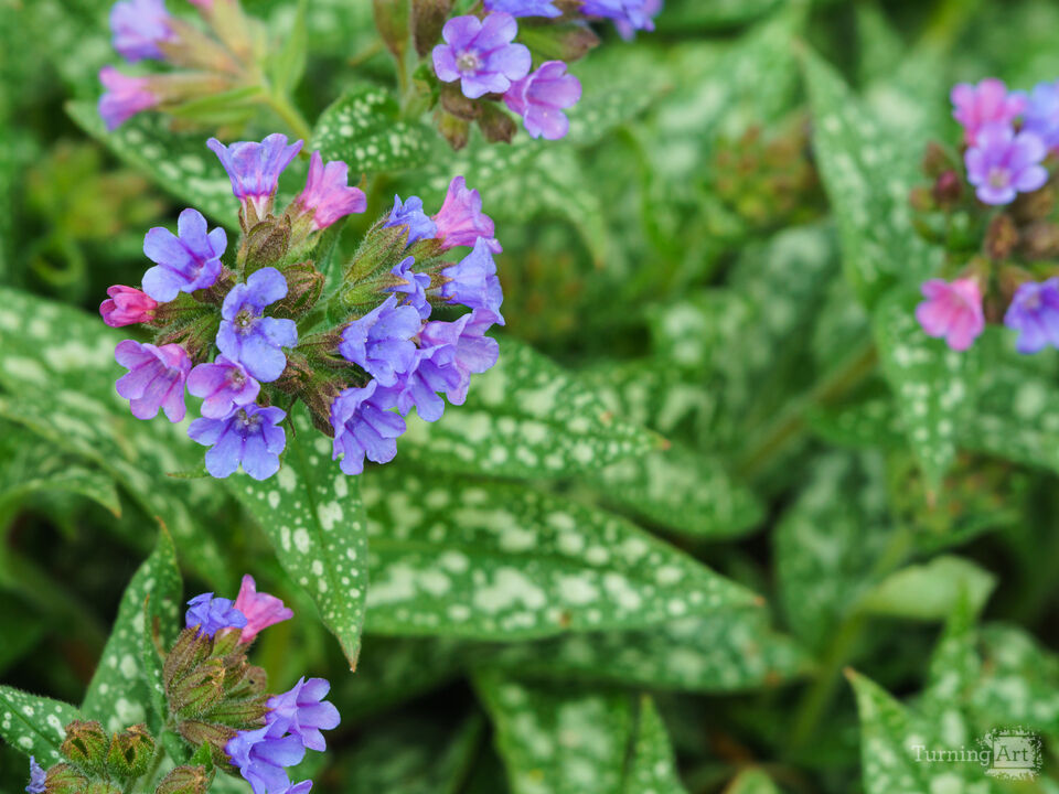 Lungwort Pulmonaria