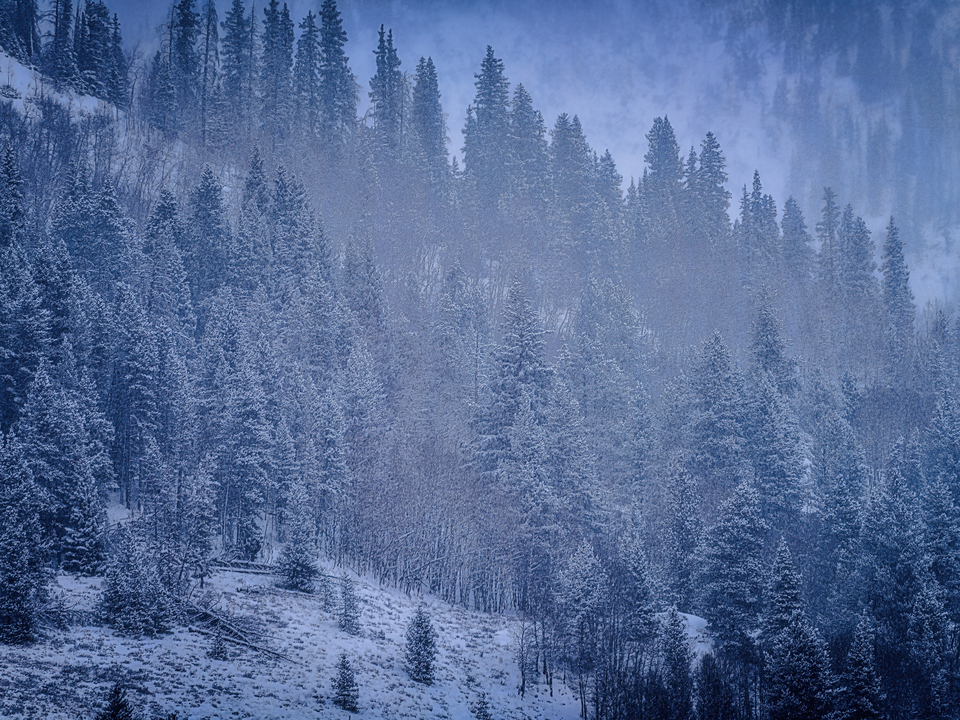 Snowy Forest