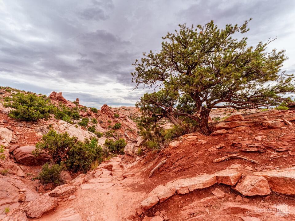 Desert Tree By The Canyonlands Hiking Trail