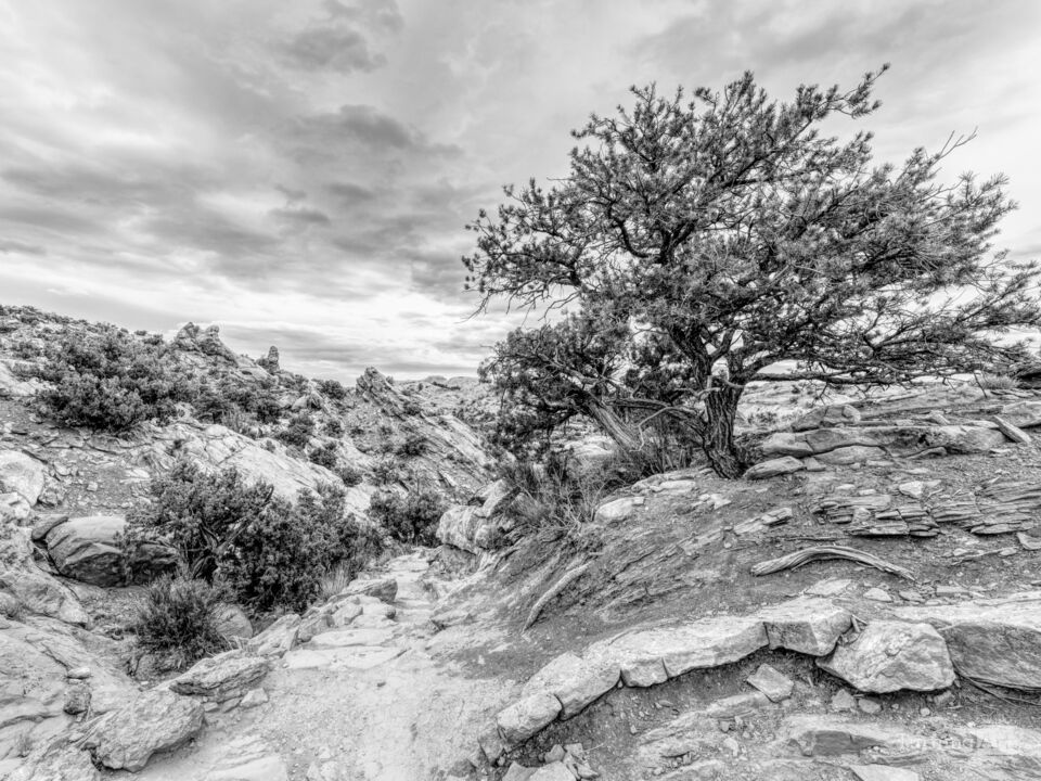 Desert Tree By Canyonlands Hiking Trail Grayscale