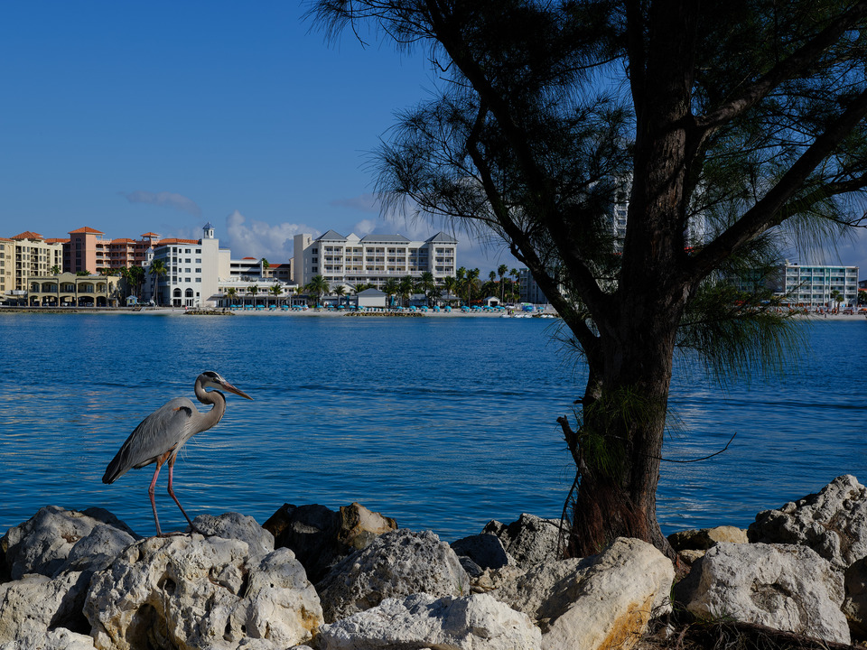 Egret on Sand Key, Clearwater FL