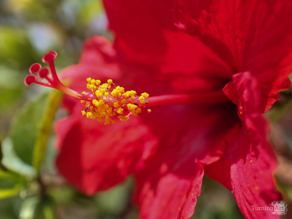 Red Hibiscus Bloom – Tampa Botanical Detail