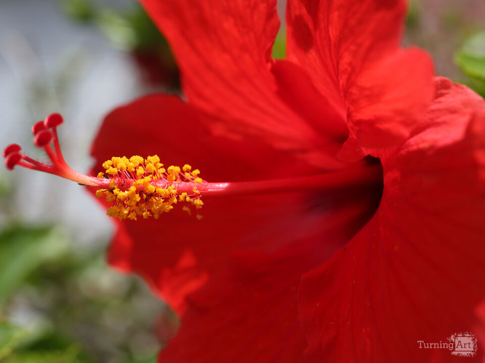 Red Hibiscus – Plant Hall - Univeristy of Tampa 