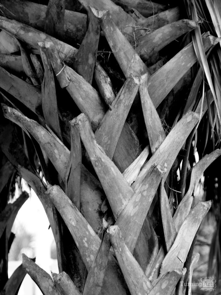 Palm Fronds – Tampa River Walk