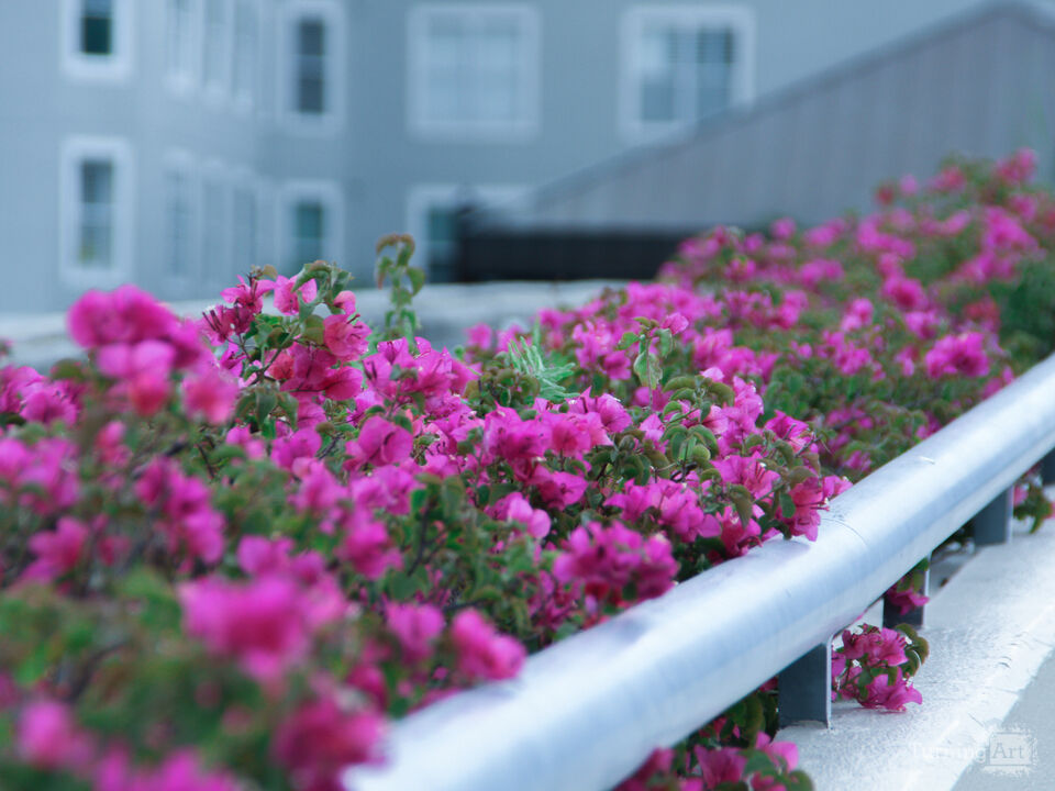 River Walk Bridge Flowers – Tampa, FL