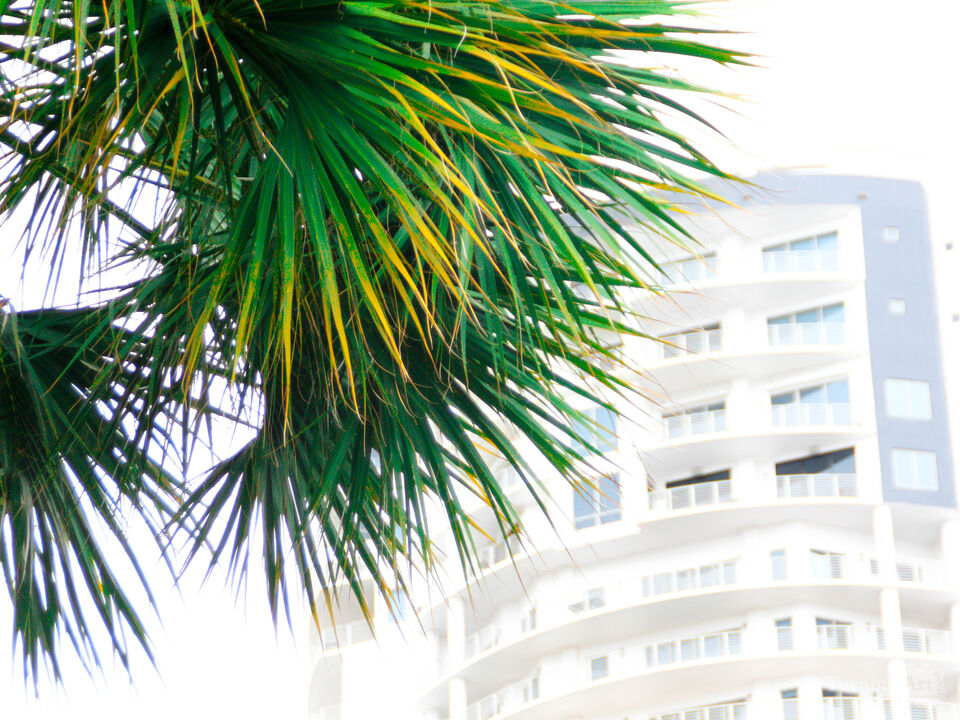 Palm and Glass – Water Street Tampa