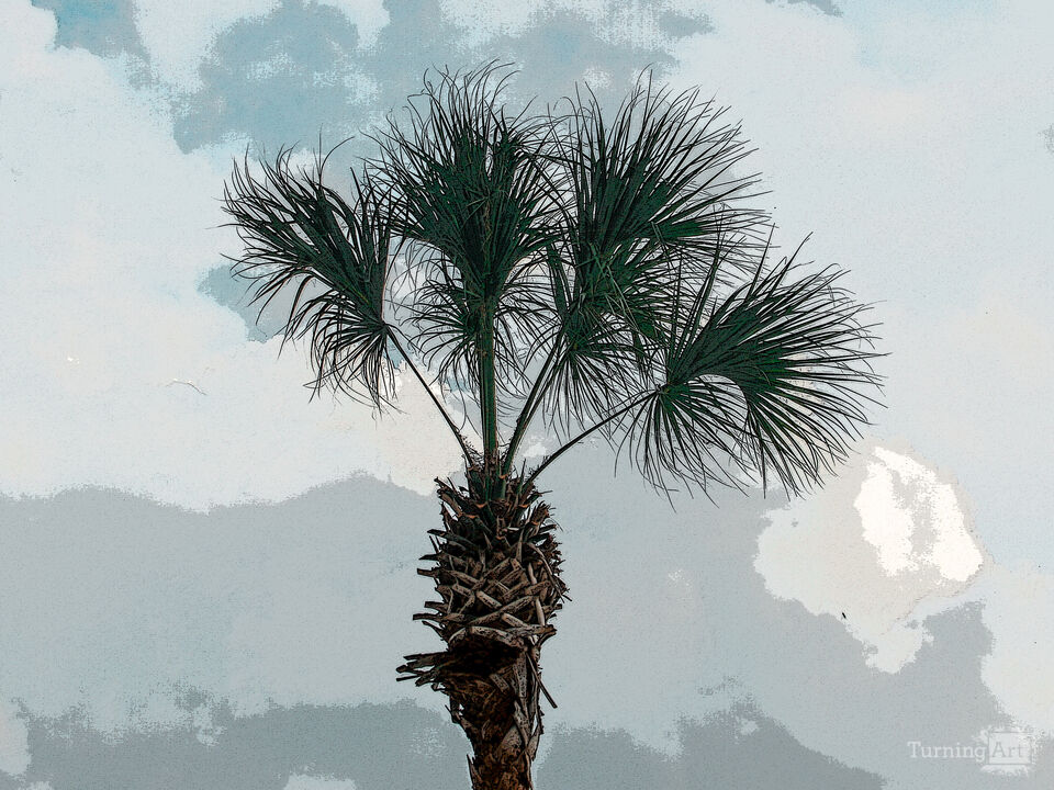 Palm Silhouette – Tampa Sky