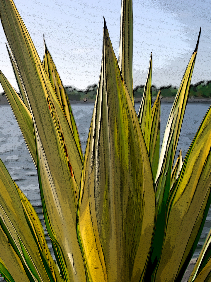 Coastal Plant Study – St. Petersburg