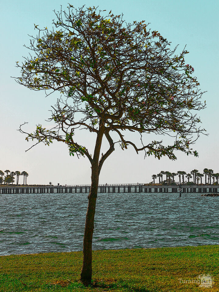 Lone Tree – St. Petersburg Waterfront