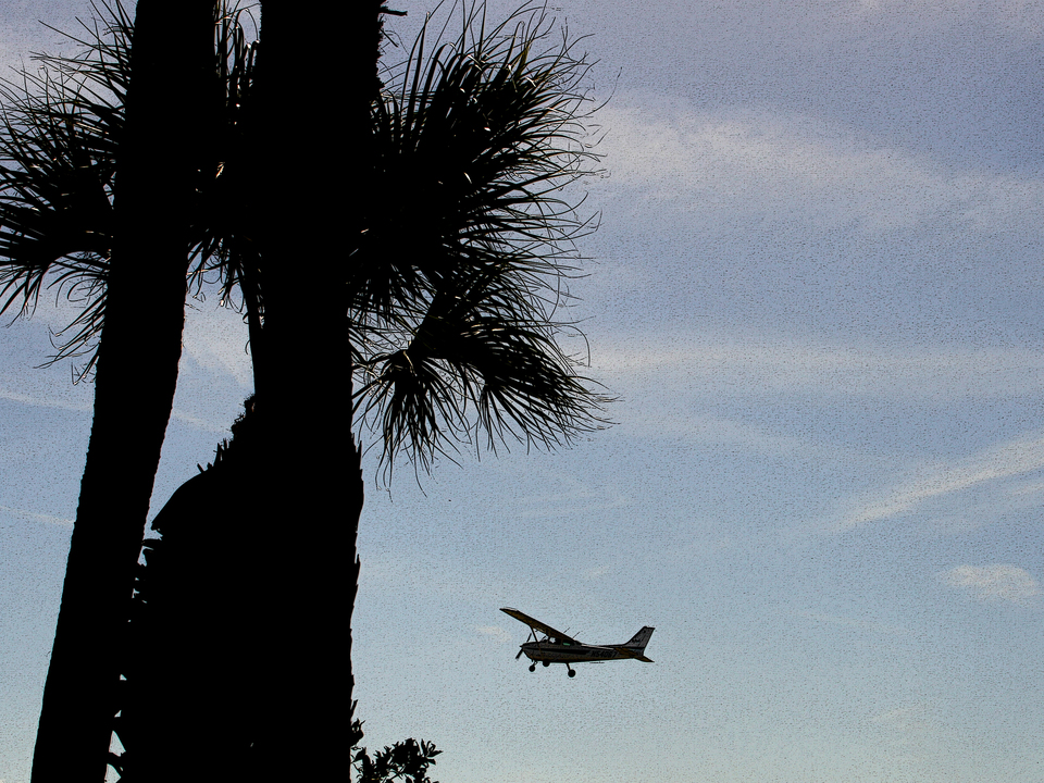 Plane Over Palm – St. Petersburg