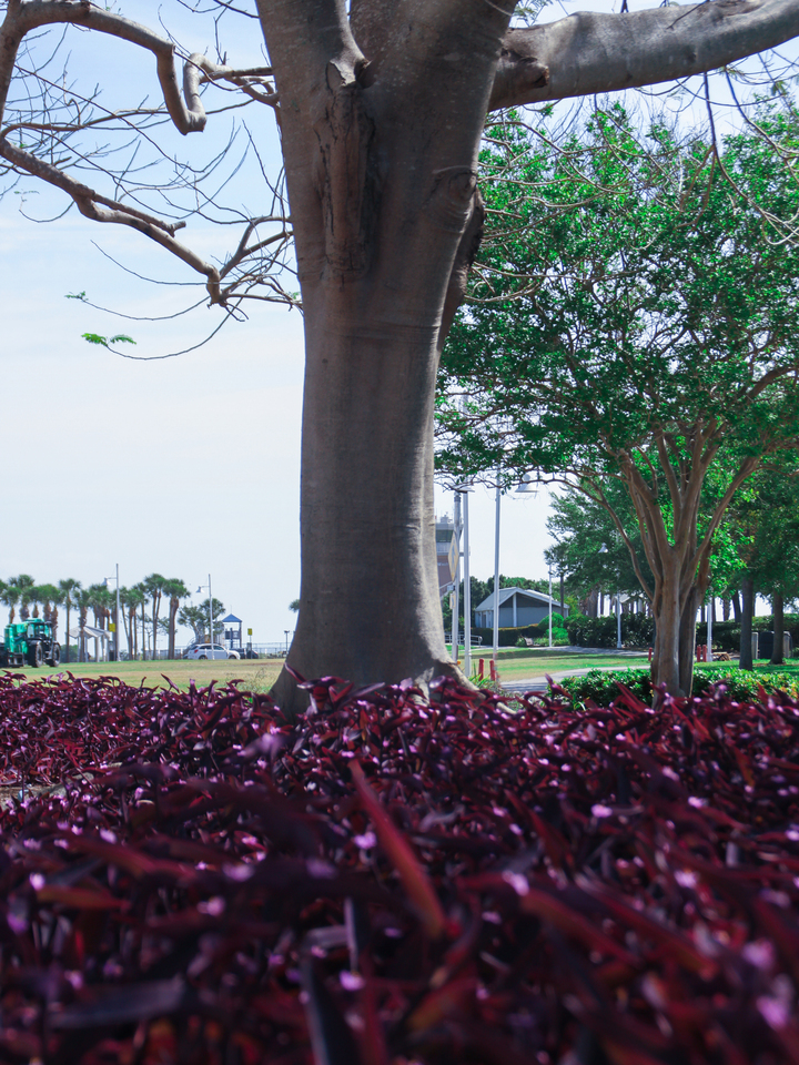 Dalí Museum Grounds – Tropical Plant Study