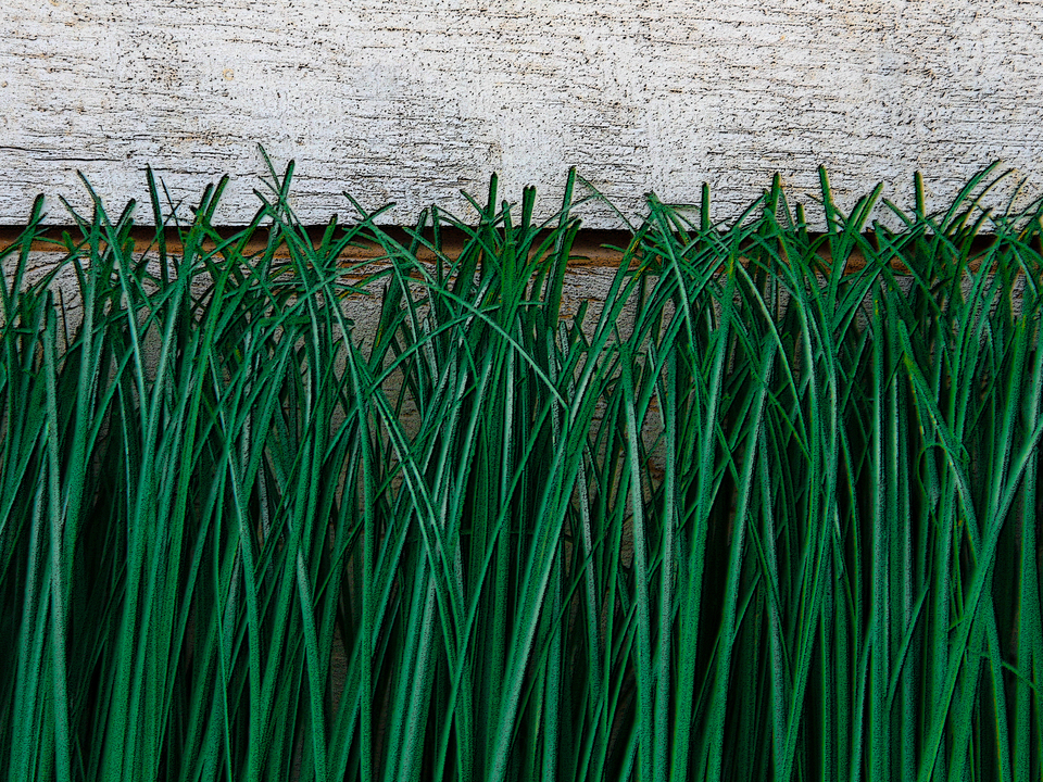 Grass Texture – Ybor City