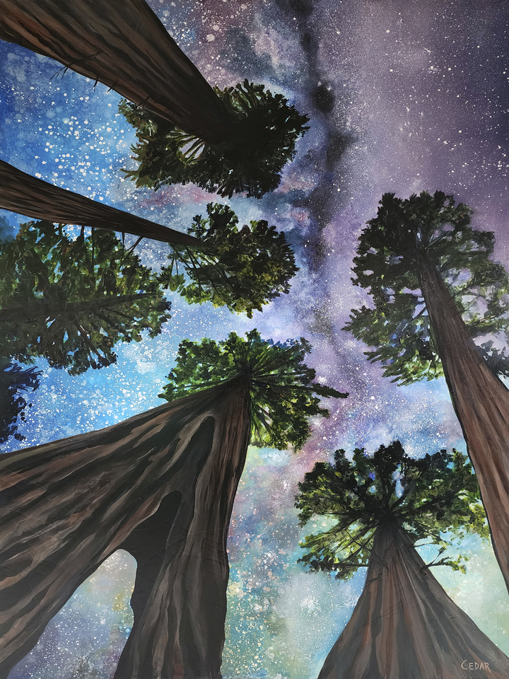 Sequoias Under the Stars