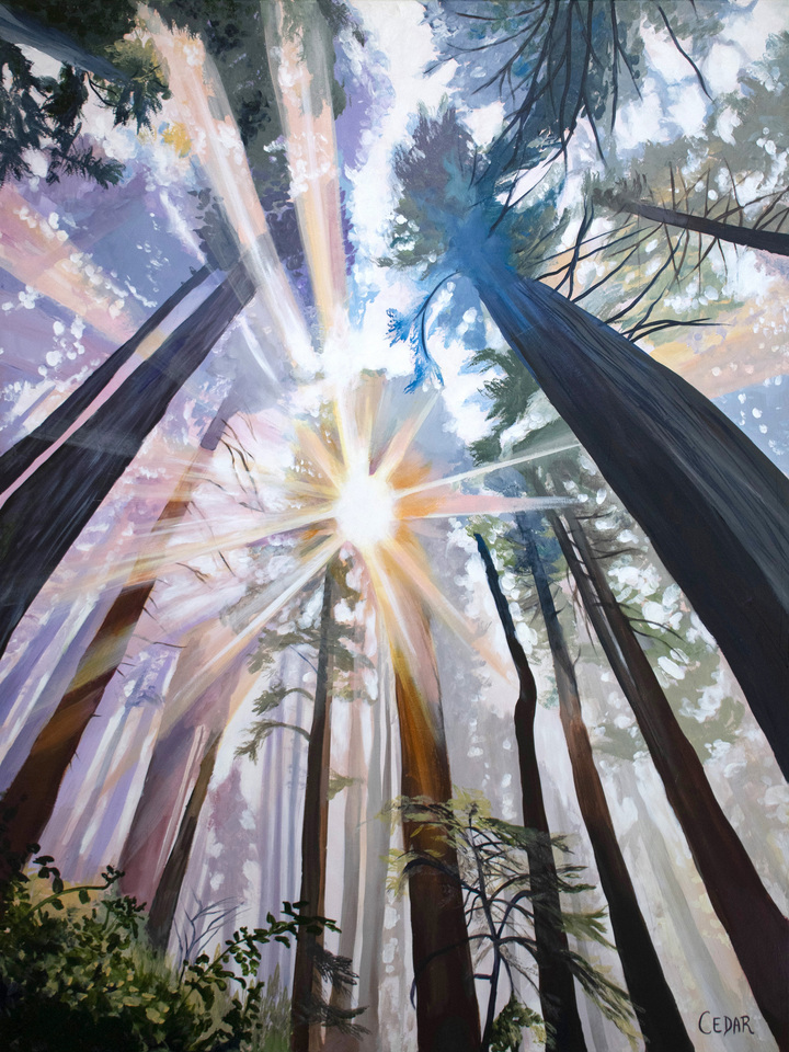 Redwood Cathedral