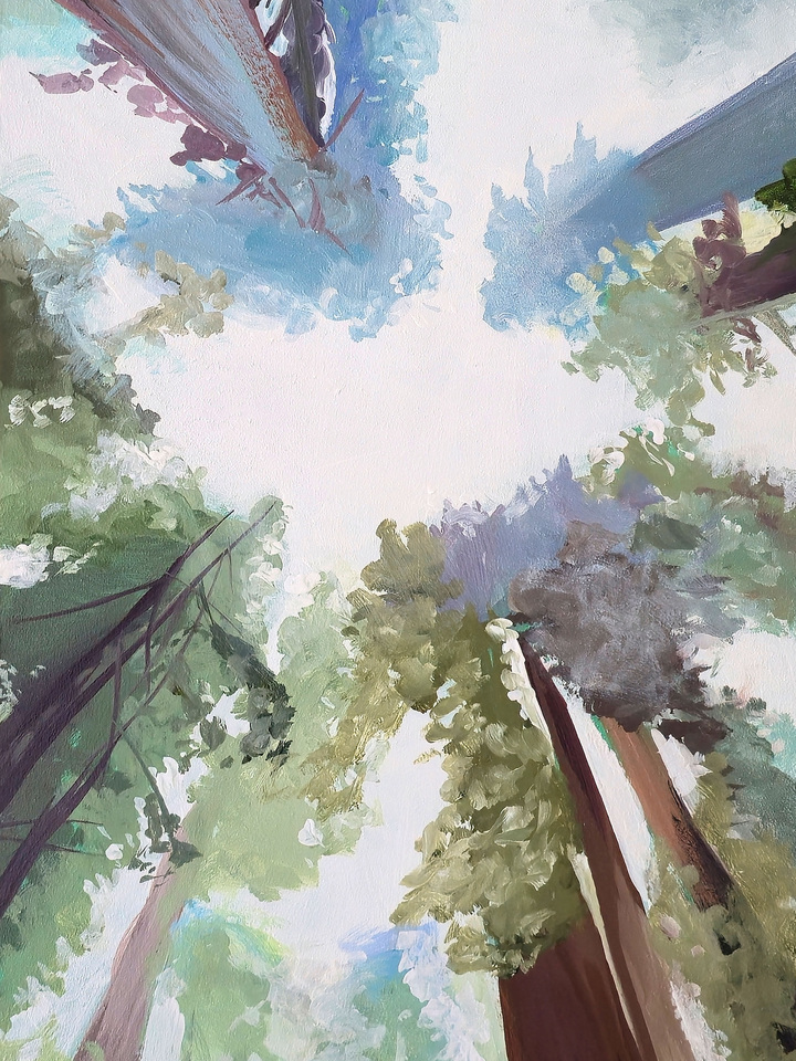 Winter Redwoods