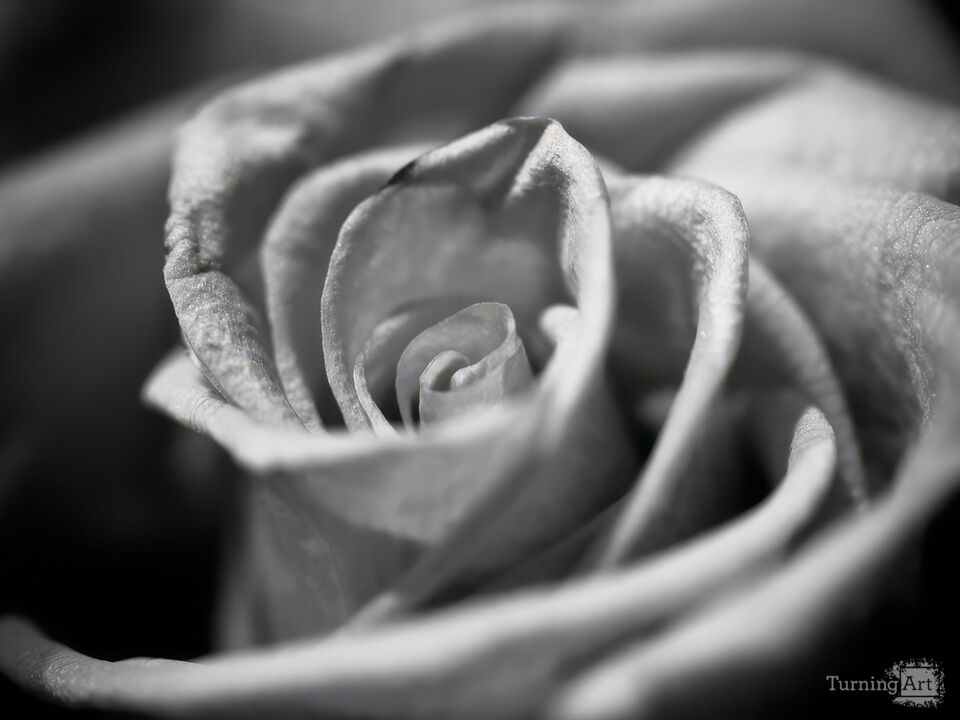 Black & White Rose