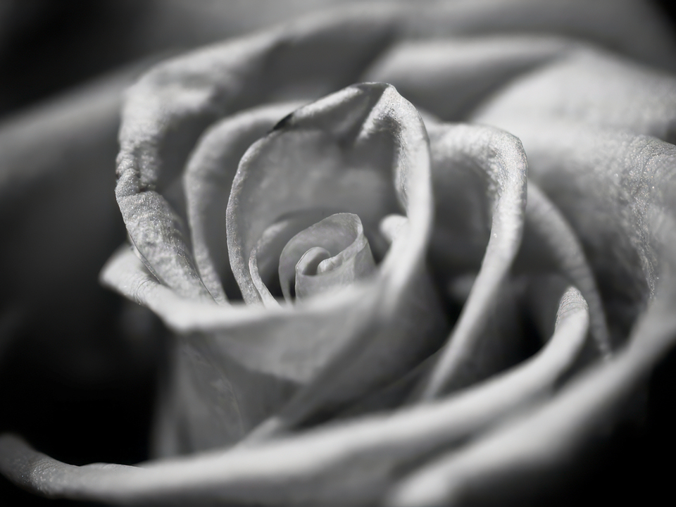 Black & White Rose