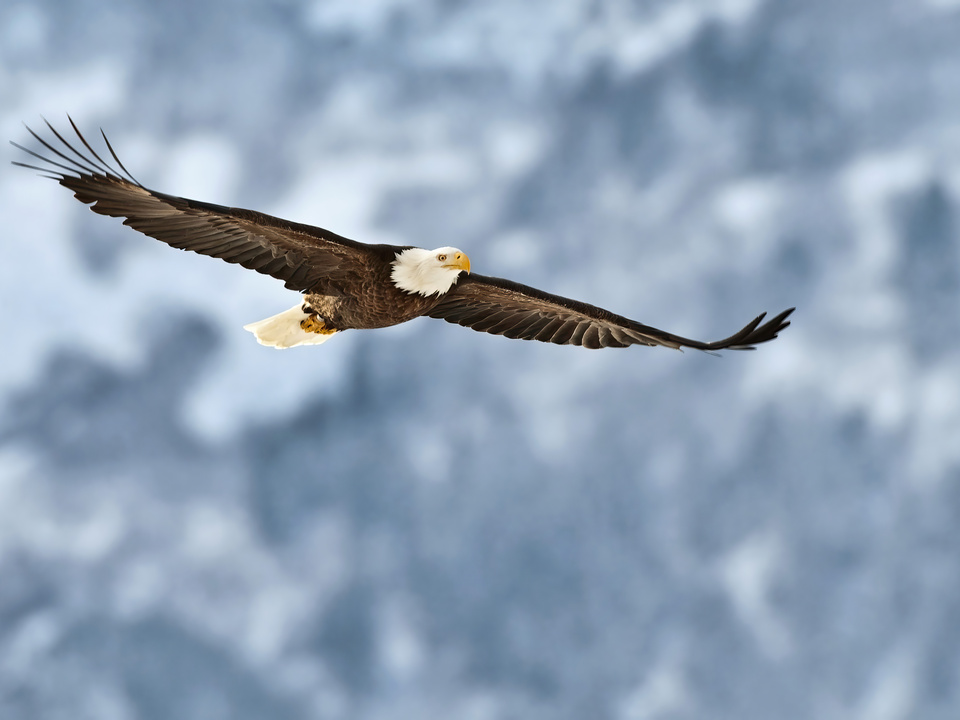 Bald eagle soars