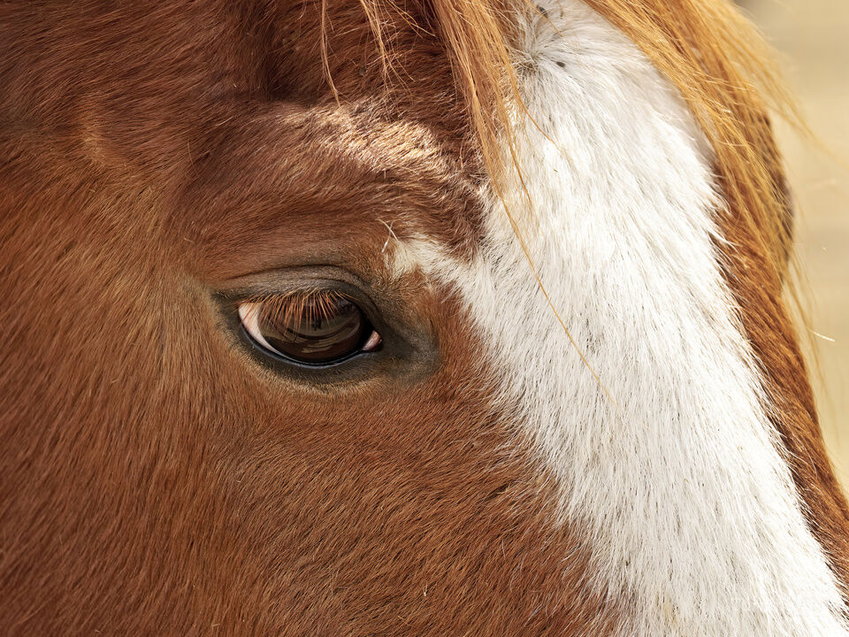 Brown-eyed girl