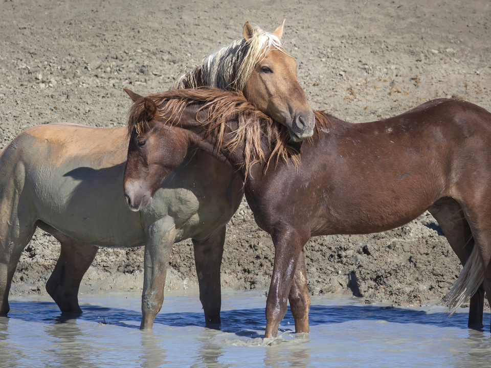 Wild horse love