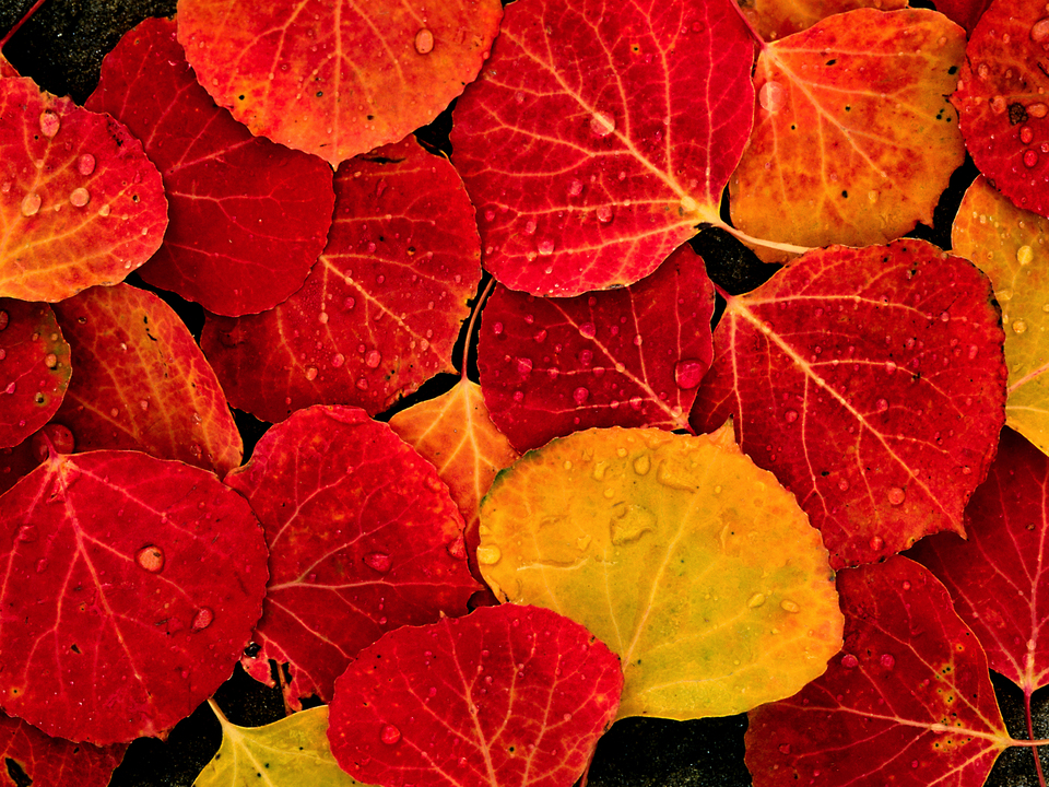 Rain on Red Aspen Leaves