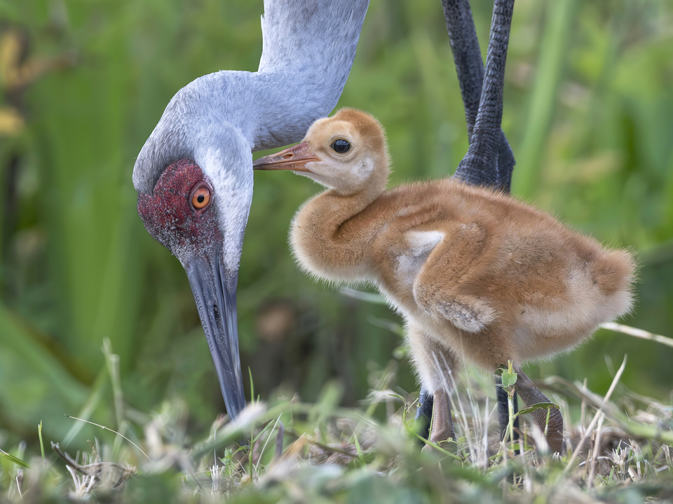 Staying close to mom