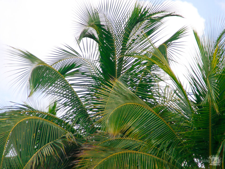 Palm Breeze – Cozumel Greens