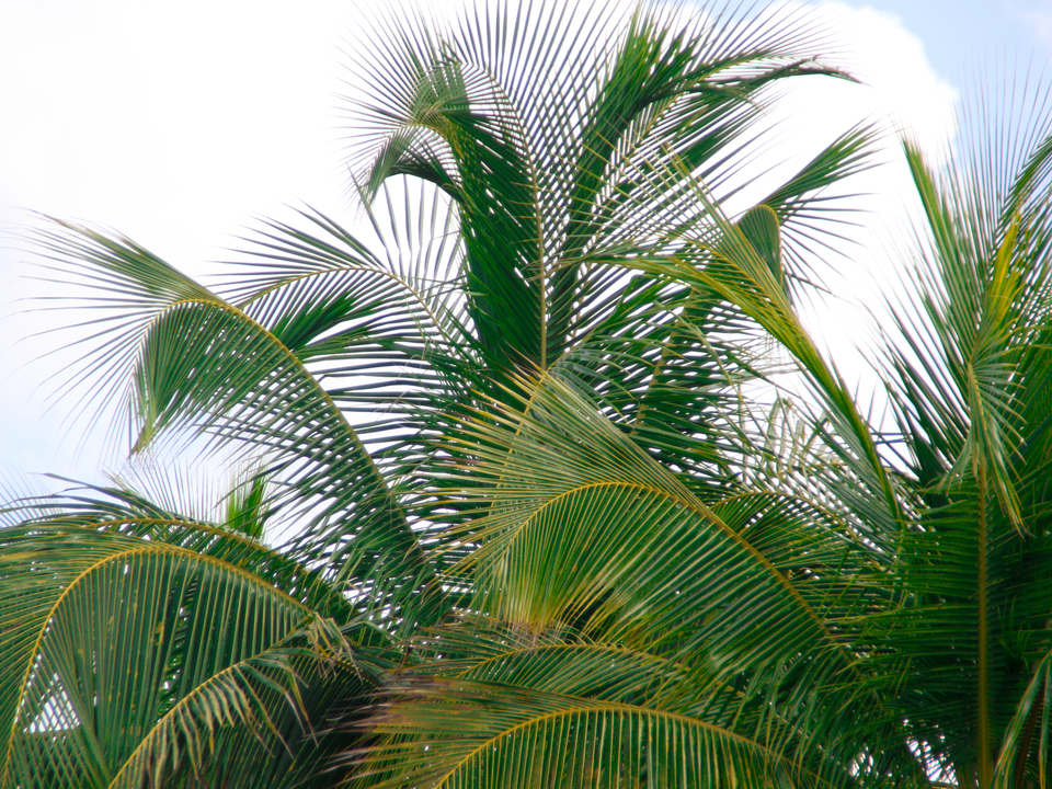 Palm Breeze – Cozumel Greens