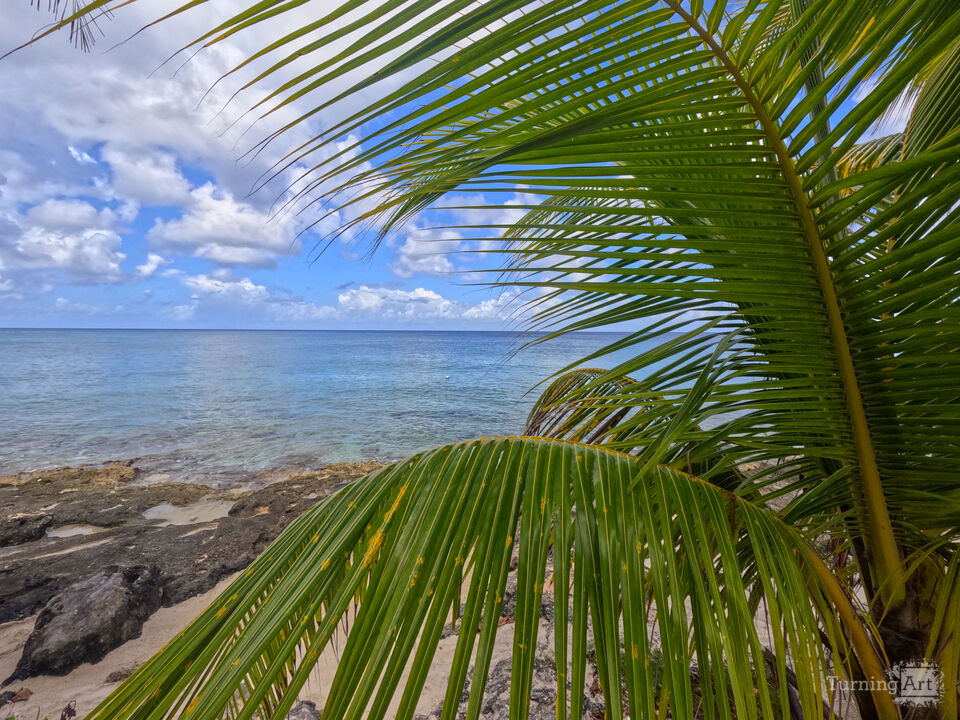 Through the Palms – Caribbean View