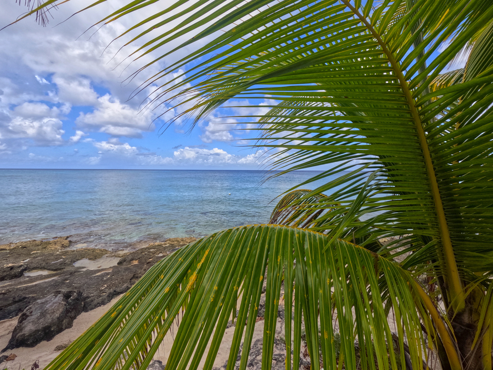 Through the Palms – Caribbean View