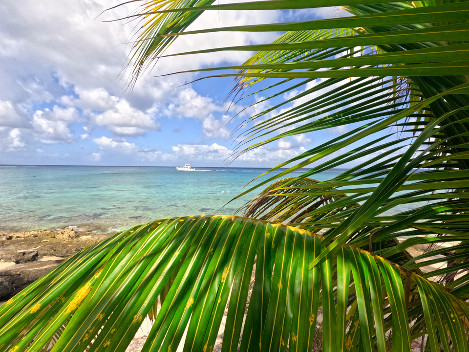 Palm Light – Coastal Detail