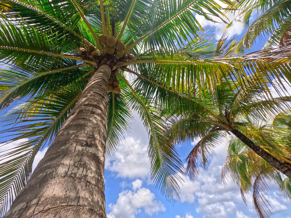 Looking Up – Tropical Canopy