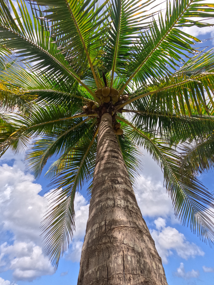 Skyward Palm – Island Vertical
